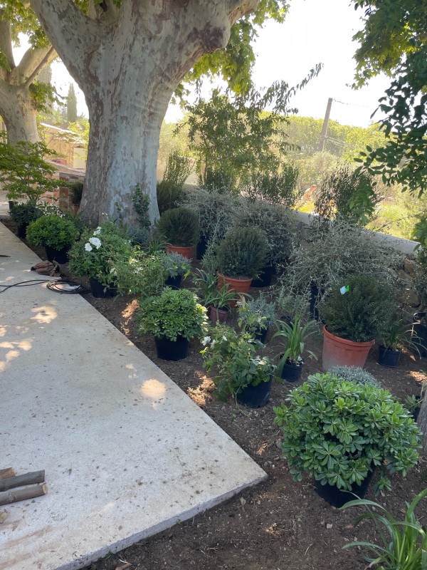 Aménagement d'un jardin sur mesure avec plantation en tour de piscine à Coudoux