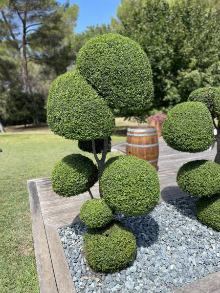 Taille d'arbuste sur mesure en forme de boule par un professionnel sur la commune d'Eguilles