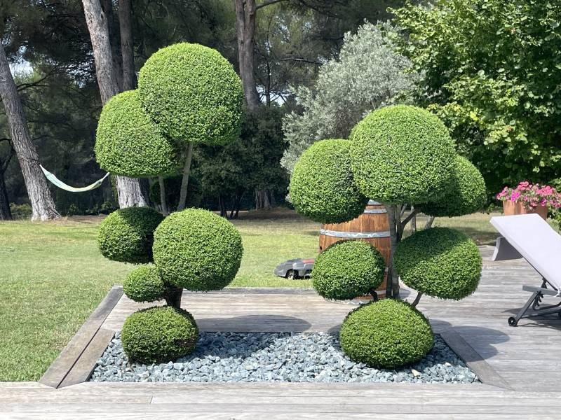 Taille d'arbuste sur mesure en forme de boule par un professionnel sur la commune d'Eguilles