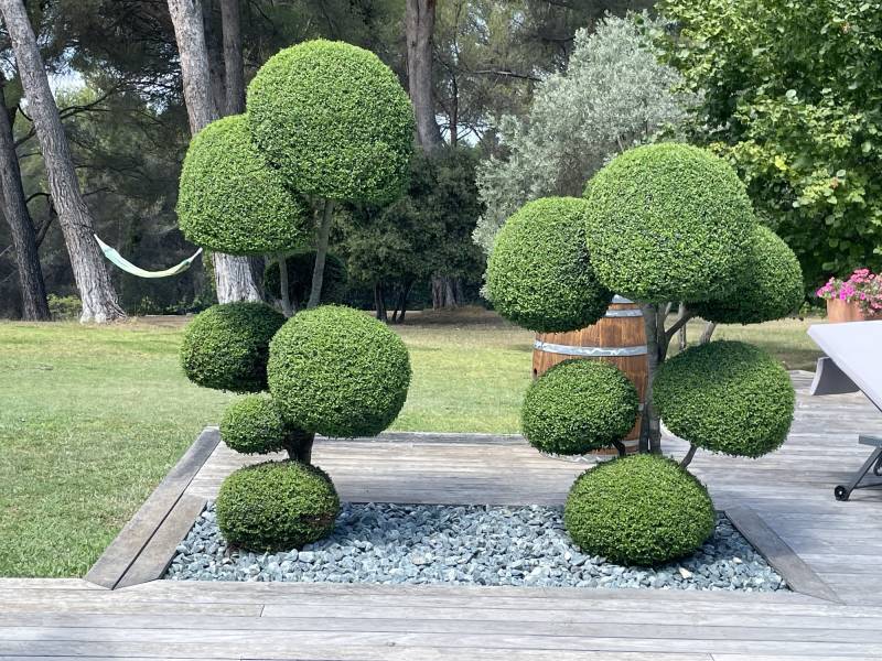Taille d'arbuste sur mesure en forme de boule par un professionnel sur la commune d'Eguilles