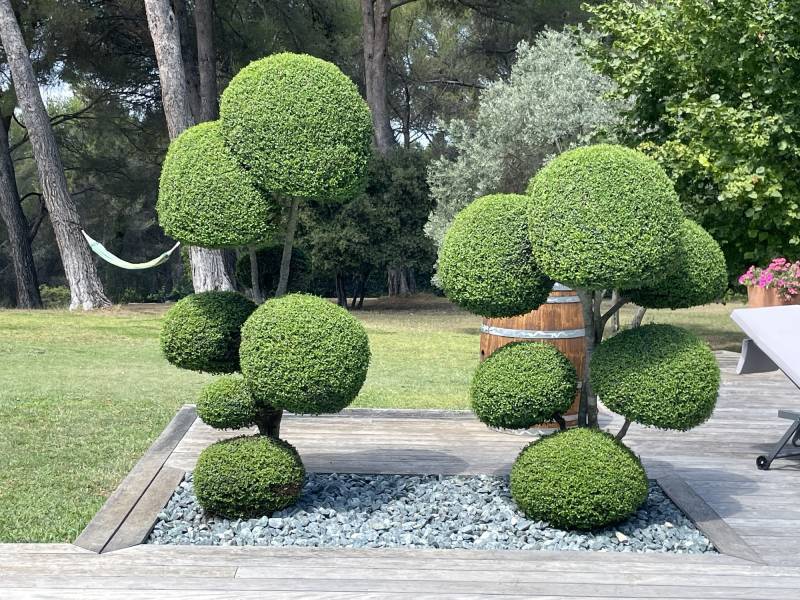 Taille d'arbuste sur mesure en forme de boule par un professionnel sur la commune d'Eguilles