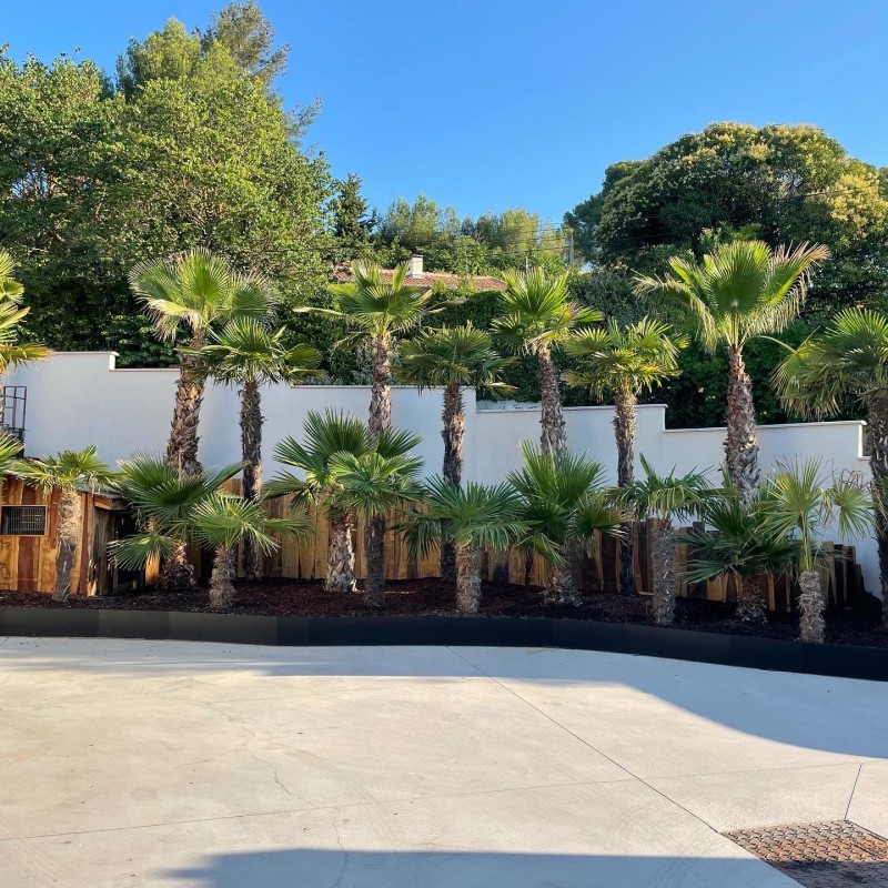 Aménagement d'un jardin plantes tropicales en jardinières  sur la commune de Bouc-Bel-Air